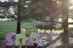 Size: 2464x1632 | Tagged: safe, artist:oppositebros, character:angel bunny, character:fluttershy, species:pony, apple, irl, photo, ponies in real life, text, trampoline