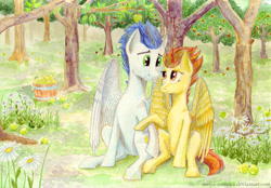 Size: 3508x2445 | Tagged: safe, artist:sanya-mosaica, character:soarin', character:spitfire, species:pony, ship:soarinfire, apple, apple tree, bucket, flower, food, forest, male, shipping, sitting, straight, traditional art