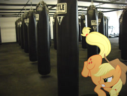 Size: 1600x1200 | Tagged: safe, artist:hachaosagent, artist:theaceofspadez, character:applejack, species:earth pony, species:pony, female, irl, kicking, mare, photo, ponies in real life, punching bag, solo, vector