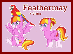 Size: 2154x1574 | Tagged: safe, artist:bakufoon, character:feathermay, species:bird, species:parrot, species:pegasus, species:pony, female, glasses, macaw, mare, pince-nez, pink background, scarlet macaw, simple background, sitting, socks (coat marking), solo, star (coat marking)