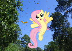 Size: 1485x1051 | Tagged: safe, artist:reaver75, character:fluttershy, butterfly, flying, happy, irl, mexico, monarch butterfly, monarch butterfly biosphere reserve, photo, ponies in real life, so many wonders, tree