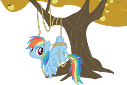 Size: 2991x2004 | Tagged: safe, artist:midnite99, character:rainbow dash, episode:fall weather friends, g4, my little pony: friendship is magic, bondage, hogtied, rainbond dash, rope, simple background, suspended, tied up, transparent background, tree, vector