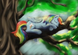 Size: 1023x723 | Tagged: safe, artist:steamroller988, character:rainbow dash, species:pegasus, species:pony, g4, female, mare, sleeping, solo, tree, tree branch