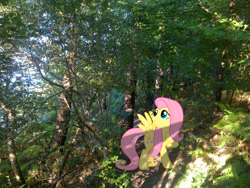 Size: 2592x1944 | Tagged: safe, artist:ebontopaz, artist:makenshi179, character:fluttershy, forest, irl, path, photo, ponies in real life, shadow, solo, vector