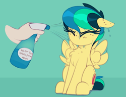 Size: 1069x820 | Tagged: safe, artist:shinodage, edit, oc, oc only, oc:apogee, species:human, species:pegasus, species:pony, g4, apogee getting sprayed, bad pony, behaving like a bird, chest fluff, cute, diageetes, disembodied hand, eyes closed, female, filly, floppy ears, fluffy, hand, mare, no mouth, no nose, no nostrils, solo, solo focus, spray bottle, this will end in jail time, wet