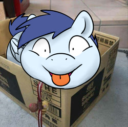 Size: 960x952 | Tagged: safe, artist:sugar morning, oc, oc only, oc:slipstream, species:pegasus, species:pony, boofy, box, chubby, cute, dog pony, fat, female, irl, male, mare, photo, ponies in real life, smiling, stallion, tongue out