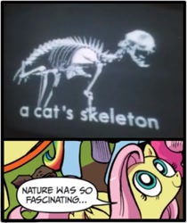 Size: 861x1024 | Tagged: safe, edit, idw, character:fluttershy, character:pinkie pie, character:rainbow dash, bone, cat, comic, exploitable meme, looking up, meme, meta, nature is so fascinating, obligatory pony, skeleton, threads(movie), unfortunate implications