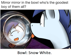 Size: 535x426 | Tagged: safe, artist:sugar morning, edit, oc, oc only, oc:slipstream, species:pony, blep, boofy, caption, collar, irl, male, meme, photo, ponified animal photo, pot, reflection, silly, snow white, solo, stallion, tongue out, wat, wide eyes
