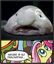 Size: 397x473 | Tagged: safe, idw, character:fluttershy, blobfish, comic, exploitable meme, meme, nature is so fascinating