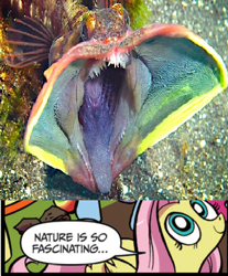 Size: 390x470 | Tagged: safe, idw, character:fluttershy, exploitable meme, fish, meme, nature is so fascinating, sarcastic fringehead