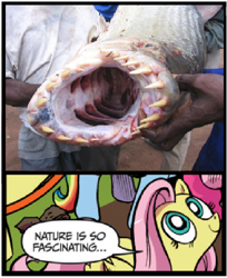 Size: 408x500 | Tagged: safe, idw, character:fluttershy, exploitable meme, fish, goliath tigerfish, meme, nature is so fascinating