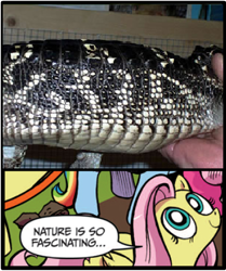 Size: 395x473 | Tagged: safe, idw, character:fluttershy, alligator, exploitable meme, god, meme, nature is so fascinating, pareidolia, when you see it