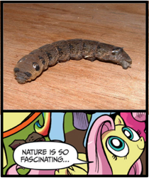 Size: 397x473 | Tagged: safe, idw, character:fluttershy, caterpillar, exploitable meme, meme, nature is so fascinating