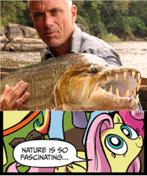 Size: 396x474 | Tagged: safe, idw, character:fluttershy, species:human, documentary, exploitable meme, fish, goliath tigerfish, irl, irl human, jeremy wade, meme, nature is so fascinating, photo, real, river monsters