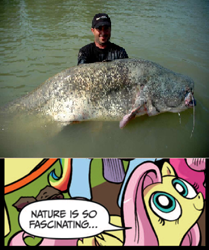 Size: 395x472 | Tagged: safe, idw, character:fluttershy, catfish, exploitable meme, fish, meme, nature is so fascinating, wels, wels catfish