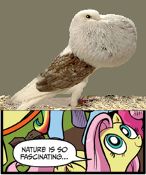 Size: 396x473 | Tagged: safe, idw, character:fluttershy, species:bird, birb, exploitable meme, forever alone, meme, nature is so fascinating