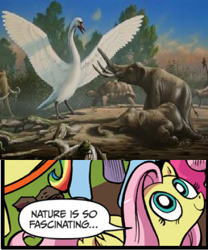 Size: 392x472 | Tagged: safe, idw, character:fluttershy, cygnus falconeri, dwarf mammoth, exploitable meme, giant swan, giant tortoise, mammoth, meme, nature is so fascinating, not salmon, obligatory pony, role reversal, swan, tortoise, wtf