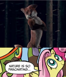 Size: 391x451 | Tagged: safe, idw, character:fluttershy, species:fox, exploitable meme, meme, nature is so fascinating, obligatory pony, the fox, what does the fox say?, ylvis