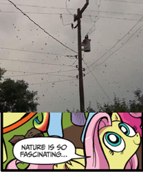 Size: 392x472 | Tagged: safe, idw, character:fluttershy, brazil, exploitable meme, meme, nature is so fascinating, obligatory pony, rain, spider, spider thread