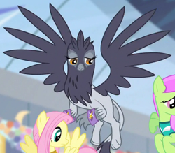 Size: 524x460 | Tagged: safe, screencap, character:fluttershy, character:irma, character:merry may, species:griffon, episode:equestria games, g4, my little pony: friendship is magic, background griffon, cropped, flying, solo focus, spread wings, wings, wristband