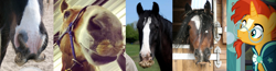 Size: 2866x745 | Tagged: safe, screencap, character:sunburst, species:pony, beard, facial hair, goatee, horse, irl, irl horse, moustache, photo