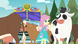 Size: 1280x720 | Tagged: safe, screencap, character:fluttershy, species:cow, episode:road trippin', g4, my little pony:equestria girls, crotchboobs, female, holstein, nudity, teats, tour bus, udder