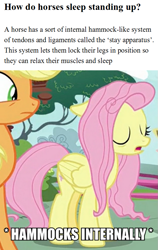 Size: 607x960 | Tagged: safe, screencap, character:applejack, character:fluttershy, species:pony, episode:yakity-sax, g4, my little pony: friendship is magic, caption, educational, equine anatomy, horses doing horse things, image macro, meme, sleeping, sleeping while standing, text, x internally