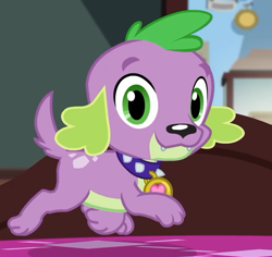 Size: 649x613 | Tagged: safe, screencap, character:spike, character:spike (dog), species:dog, episode:reboxing with spike!, g4, my little pony:equestria girls, cropped, male, paws, smiling, spike's dog collar, tail