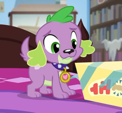 Size: 496x459 | Tagged: safe, screencap, character:spike, character:spike (dog), species:dog, episode:reboxing with spike!, g4, my little pony:equestria girls, collar, cropped, paws, smiling, spike's dog collar