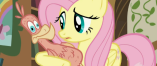 Size: 157x66 | Tagged: safe, screencap, character:fluttershy, character:philomena, species:phoenix, species:pony, episode:a bird in the hoof, g4, my little pony: friendship is magic, cinematic, picture for breezies