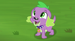 Size: 720x397 | Tagged: safe, screencap, character:spike, character:spike (dog), species:dog, episode:the road less scheduled, g4, my little pony:equestria girls, collar, cute, fangs, grass, male, open mouth, paws, puppy, smiling, spikabetes, tail
