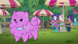 Size: 1366x768 | Tagged: safe, screencap, character:fluttershy, character:rarity, character:spike, character:spike (dog), character:twilight sparkle, character:twilight sparkle (scitwi), species:dog, species:eqg human, episode:lost and pound, g4, my little pony:equestria girls, cute, female, geode of fauna, geode of telekinesis, lost and pound: spike, magical geodes, male, princess thunder guts, puppy, spike's festival hat
