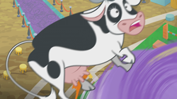 Size: 1274x717 | Tagged: safe, screencap, character:bloofy, species:cow, episode:growing up is hard to do, g4, my little pony: friendship is magic, cloven hooves, holstein, tornado, twister, udder, whirling mungtooth