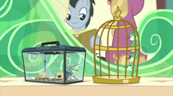 Size: 2880x1618 | Tagged: safe, screencap, character:lucky clover, species:bird, episode:the last problem, g4, my little pony: friendship is magic, animal, animosity, bird cage, box, cage, fire flicker, flying, friendship student, glass, hummingbird, miniature, seat, sewing machine, snarling, spider, spider web, star spider, terrarium