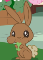 Size: 450x616 | Tagged: safe, screencap, species:rabbit, episode:applebuck season, g4, my little pony: friendship is magic, animal, cropped, cute, eating, herbivore, solo