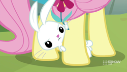 Size: 1280x720 | Tagged: safe, screencap, character:angel bunny, character:fluttershy, species:pegasus, species:pony, species:rabbit, episode:memnagerie, animal, female, frown, hiding, hooves, legs, male, mare, master and pet, offscreen character, solo focus