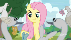 Size: 1280x720 | Tagged: safe, screencap, character:angel bunny, character:fluttershy, species:bird, species:pegasus, species:pony, species:rabbit, episode:memnagerie, animal, butterfly, female, flapping, flying, glare, grin, looking at each other, looking down, mare, narrowed eyes, pigeon, raised eyebrow, raised hoof, smiling, swan, talking