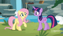 Size: 1920x1080 | Tagged: safe, screencap, character:fluttershy, character:twilight sparkle, character:twilight sparkle (alicorn), species:alicorn, species:bird, species:pegasus, species:pony, episode:memnagerie, 9now, animal, animated, butterfly, flower, food, hiding, hummingbird, looking at someone, running away, sigh, smiling, sound, swan, talking, webm, wings