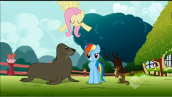 Size: 1920x1081 | Tagged: safe, screencap, character:fluttershy, character:rainbow dash, episode:may the best pet win, g4, my little pony: friendship is magic, otter, sea lion, seal