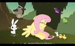Size: 1024x640 | Tagged: safe, screencap, character:angel bunny, character:fluttershy, species:bird, episode:hurricane fluttershy, g4, my little pony: friendship is magic, badger, chickadee (bird), duckling, mouse, purple martin, youtube caption