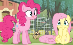 Size: 374x232 | Tagged: safe, screencap, character:fluttershy, character:pinkie pie, species:earth pony, species:pony, species:rabbit, episode:filli vanilli, g4, my little pony: friendship is magic, season 4, chipmunk, female, frown, licking lips, mare, scared, sitting, smiling, standing, tongue out, varying degrees of want, wide eyes