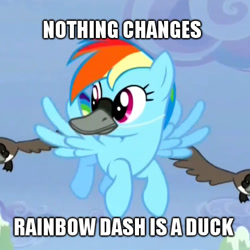 Size: 480x480 | Tagged: safe, screencap, character:rainbow dash, species:duck, derpibooru, animal, canada goose, cropped, duckface, flying, geese, goose, image macro, literal duck face, meme, meta, op is a duck
