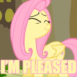 Size: 500x500 | Tagged: safe, screencap, character:fluttershy, caption, cropped, solo