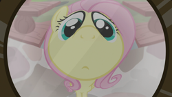 Size: 1920x1090 | Tagged: safe, screencap, character:fluttershy, species:pony, episode:fluttershy leans in, g4, my little pony: friendship is magic, cute, fisheye lens, looking at you, peephole, solo