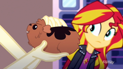 Size: 1920x1080 | Tagged: safe, screencap, character:fluttershy, character:sunset shimmer, episode:pet project, eqg summertime shorts, g4, my little pony:equestria girls, cute, depth of field, fluffy, frown, guinea pig, looking up, open mouth, petting, smiling