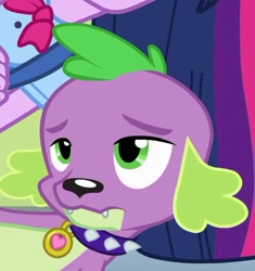 Size: 477x507 | Tagged: safe, screencap, character:spike, species:dog, equestria girls:equestria girls, g4, my little pony:equestria girls, cropped, puppy, solo, spike is not amused, spike the dog, unamused
