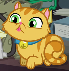 Size: 500x515 | Tagged: safe, screencap, episode:pinkie apple pie, g4, my little pony: friendship is magic, bell, bell collar, blep, cat, collar, cropped, derp cat, dust cat, goldie delicious' cats, prone, solo, tongue out