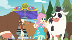 Size: 1920x1080 | Tagged: safe, screencap, character:fluttershy, species:cow, episode:road trippin', g4, my little pony:equestria girls, female, holstein, tour bus, udder