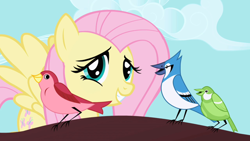 Size: 1280x720 | Tagged: safe, screencap, character:fluttershy, species:bird, species:pegasus, species:pony, episode:friendship is magic, g4, my little pony: friendship is magic, blue jay, female, mare, songbird