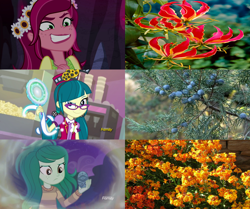 Size: 2444x2048 | Tagged: safe, screencap, character:gloriosa daisy, character:juniper montage, character:wallflower blush, equestria girls:forgotten friendship, equestria girls:legend of everfree, equestria girls:mirror magic, g4, my little pony:equestria girls, discovery family logo, equestria's plant girls, erysimum cheiri, evil grin, flower, grin, magic mirror, memory stone, nature, plants, similarities, smiling, villainess, wallflower, wallflower and plants, wallflower is a plant